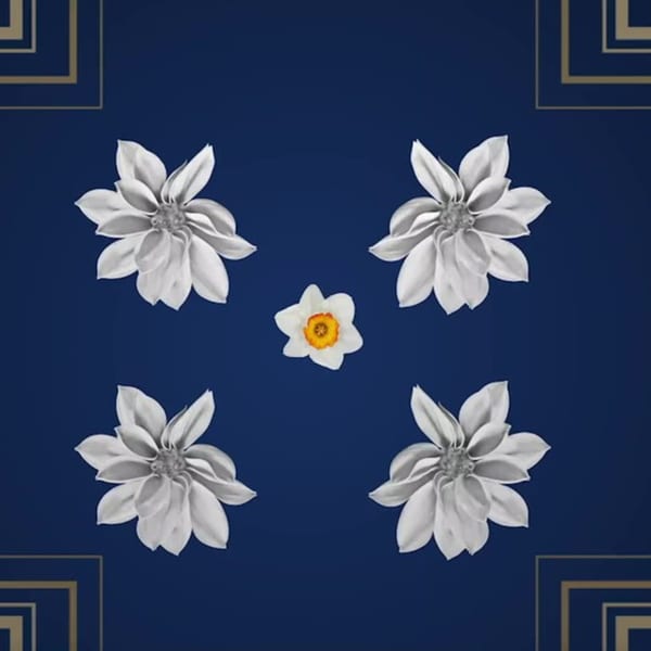 A dark blue background with four white flowers and one yellow and white flower in the center.